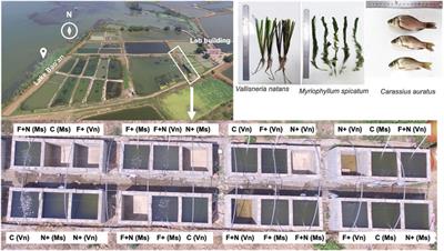 Interactive effects of benthivorous fish disturbance and ammonium loading on two submersed macrophytes of contrasting growth forms based on a mesocosm study